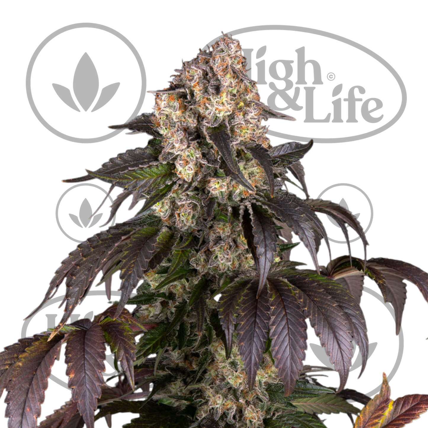 Osta Girl Scout Cookies kannabiksen siemenet High & Life Storesta