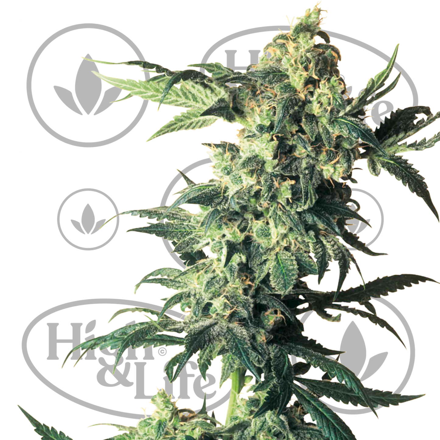 Osta Sensi Seeds Northern Lights kannabiksen siemenet High & Life Storesta