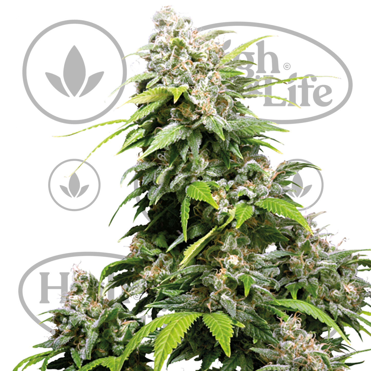 Osta California Indica kannabiksen siemenet High & Life Storesta