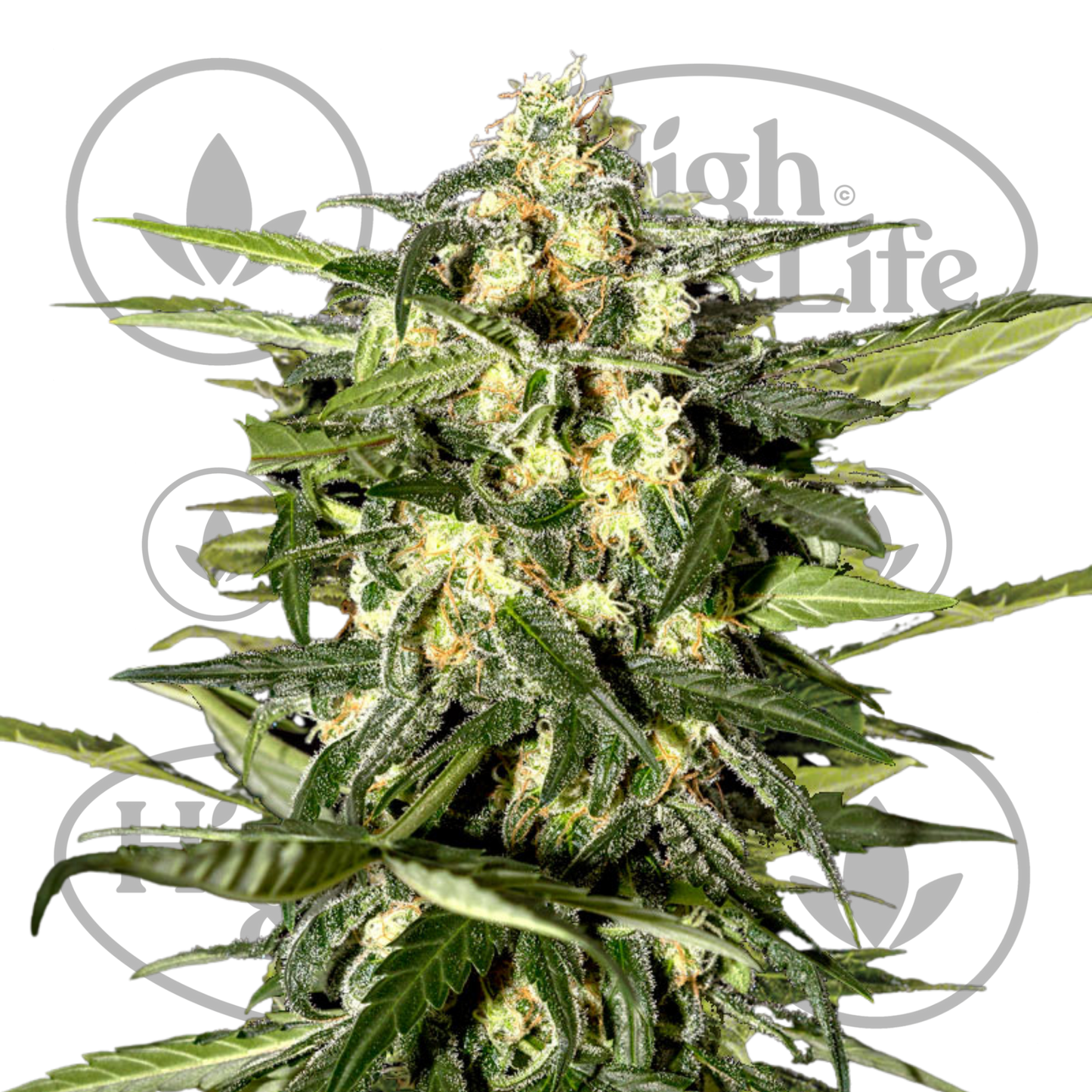 Osta Jack Herer (Auto) kannabiksen siemenet High & Life Storesta
