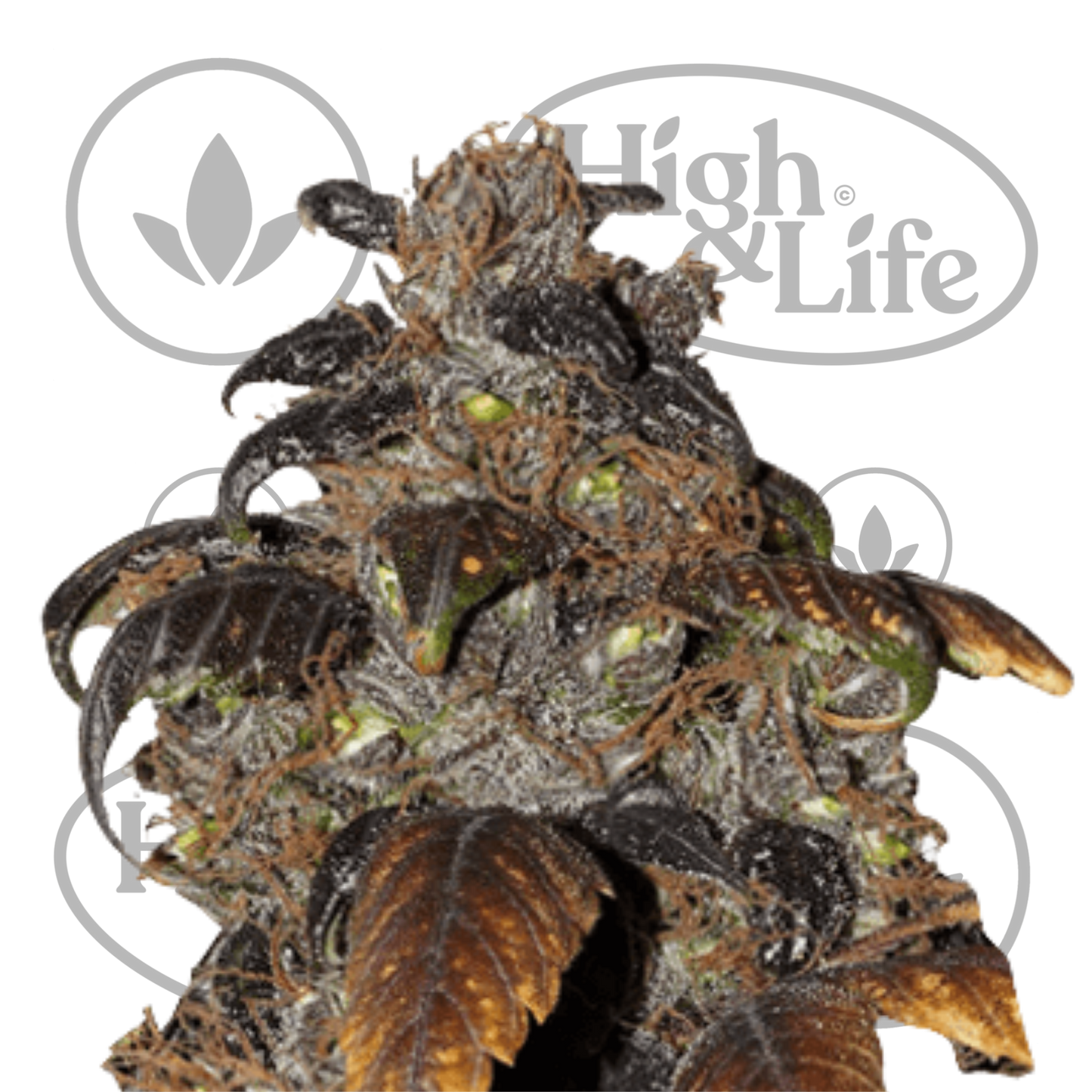 Osta Purple Bud kannabiksen siemenet High & Life Storesta