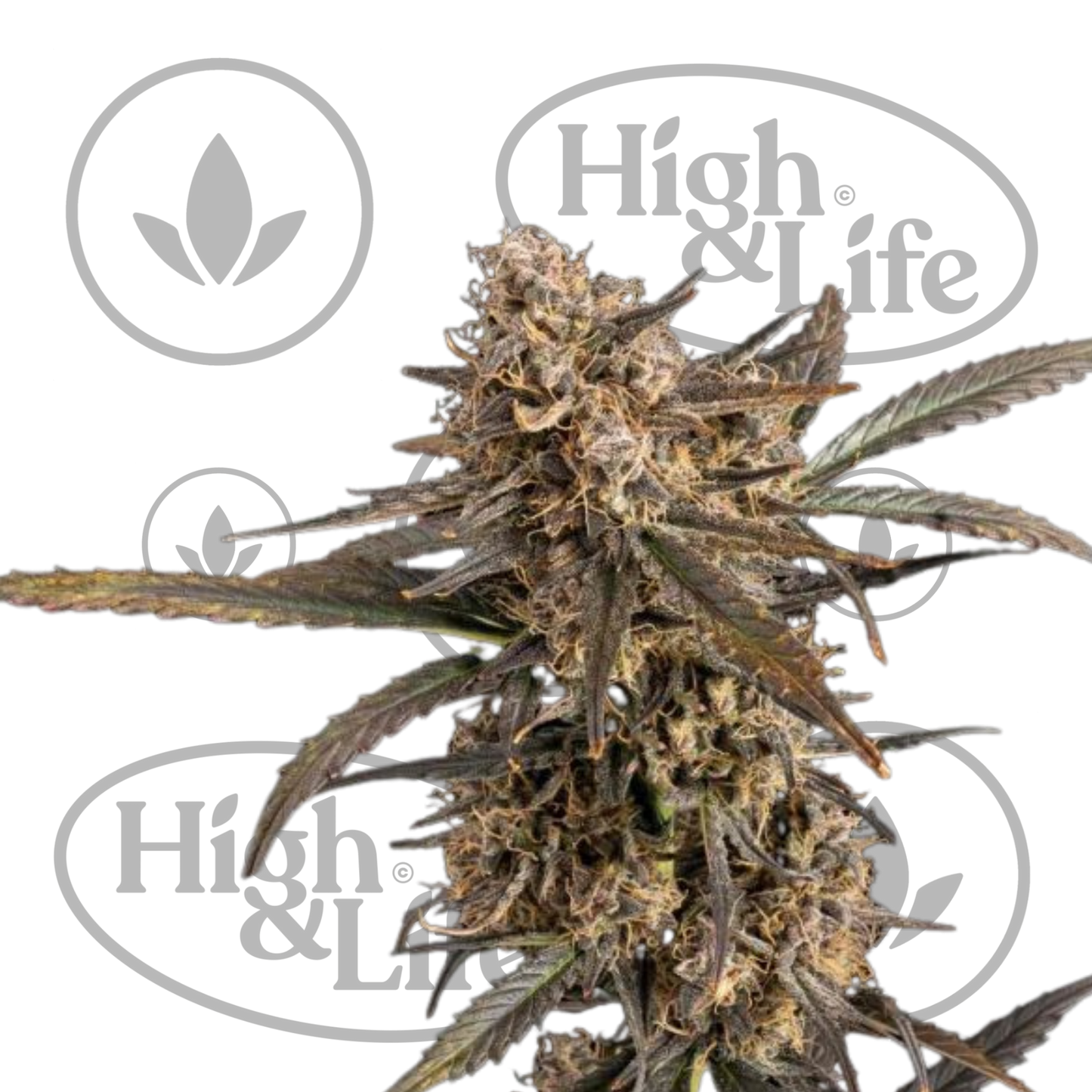 Osta Green Crack (Auto) kannabiksen siemenet High & Life Storesta