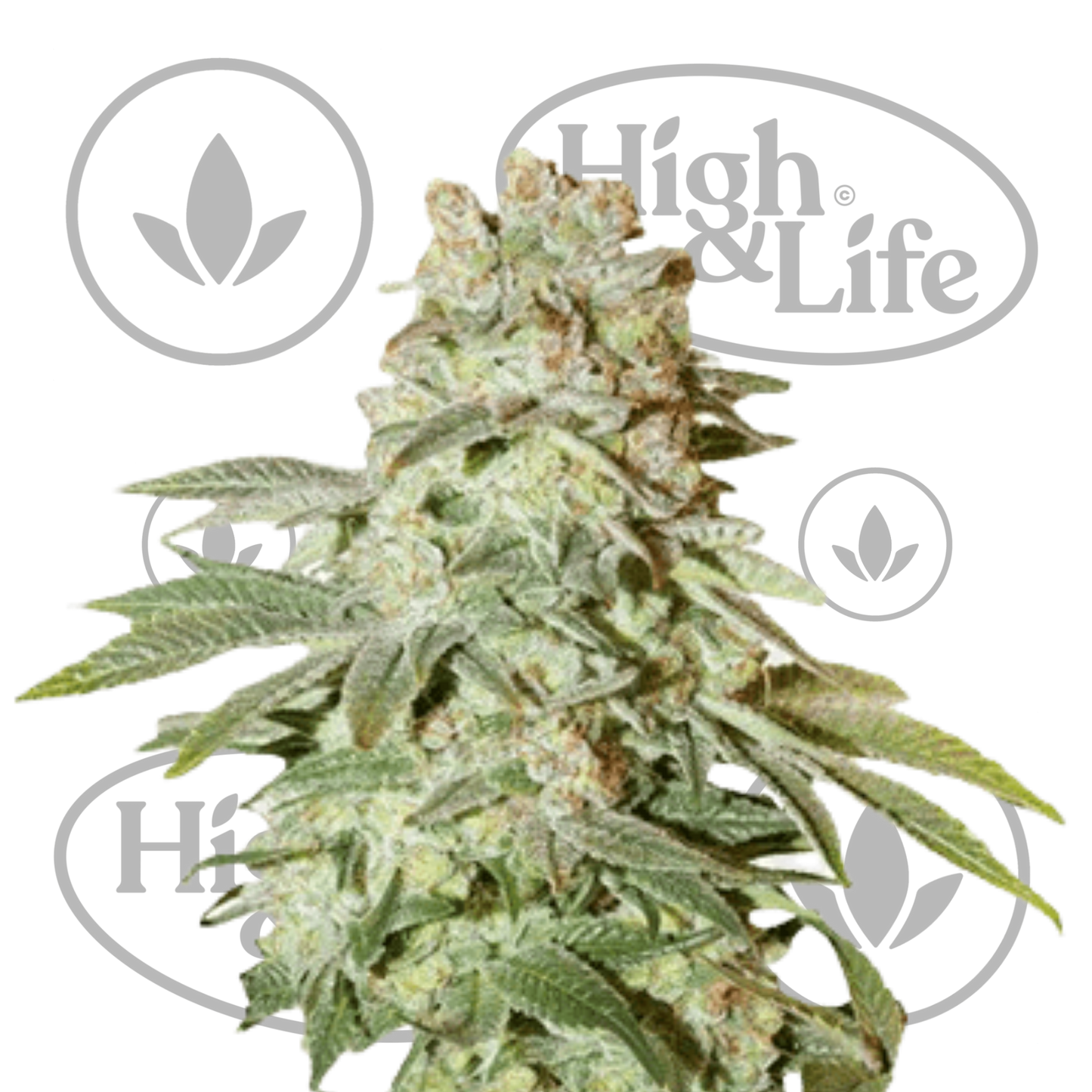 Osta Power Plant (Auto) kannabiksen siemenet High & Life Storesta