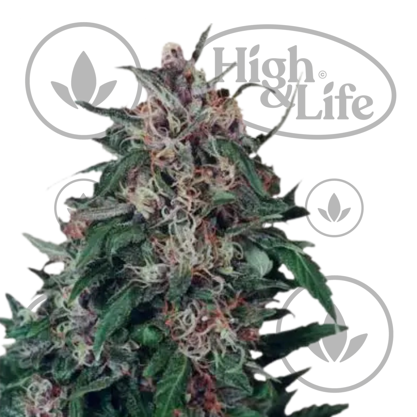 Osta Hollands Hope kannabiksen siemenet High & Life Storesta