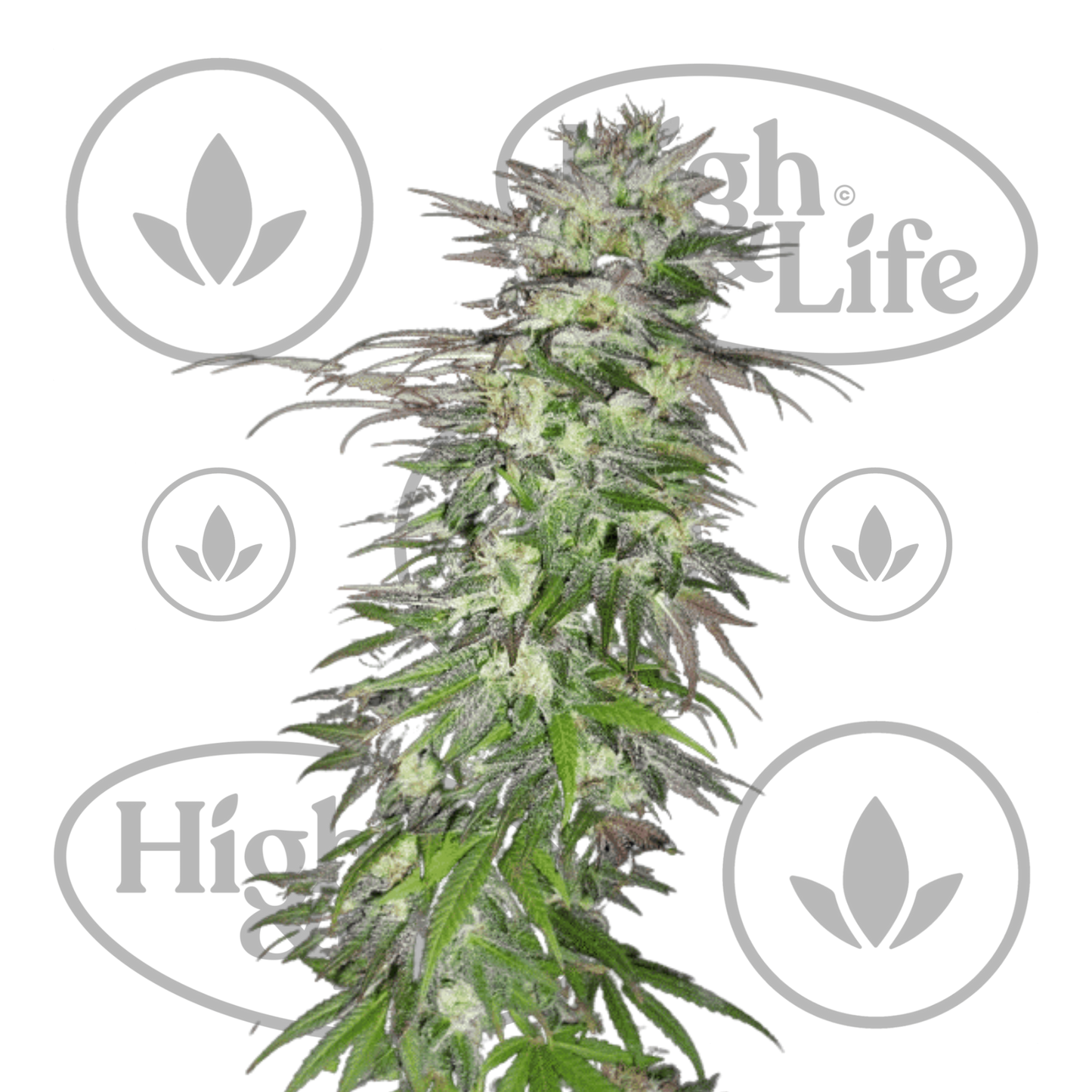 Osta Snow Bud kannabiksen siemenet High & Life Storesta