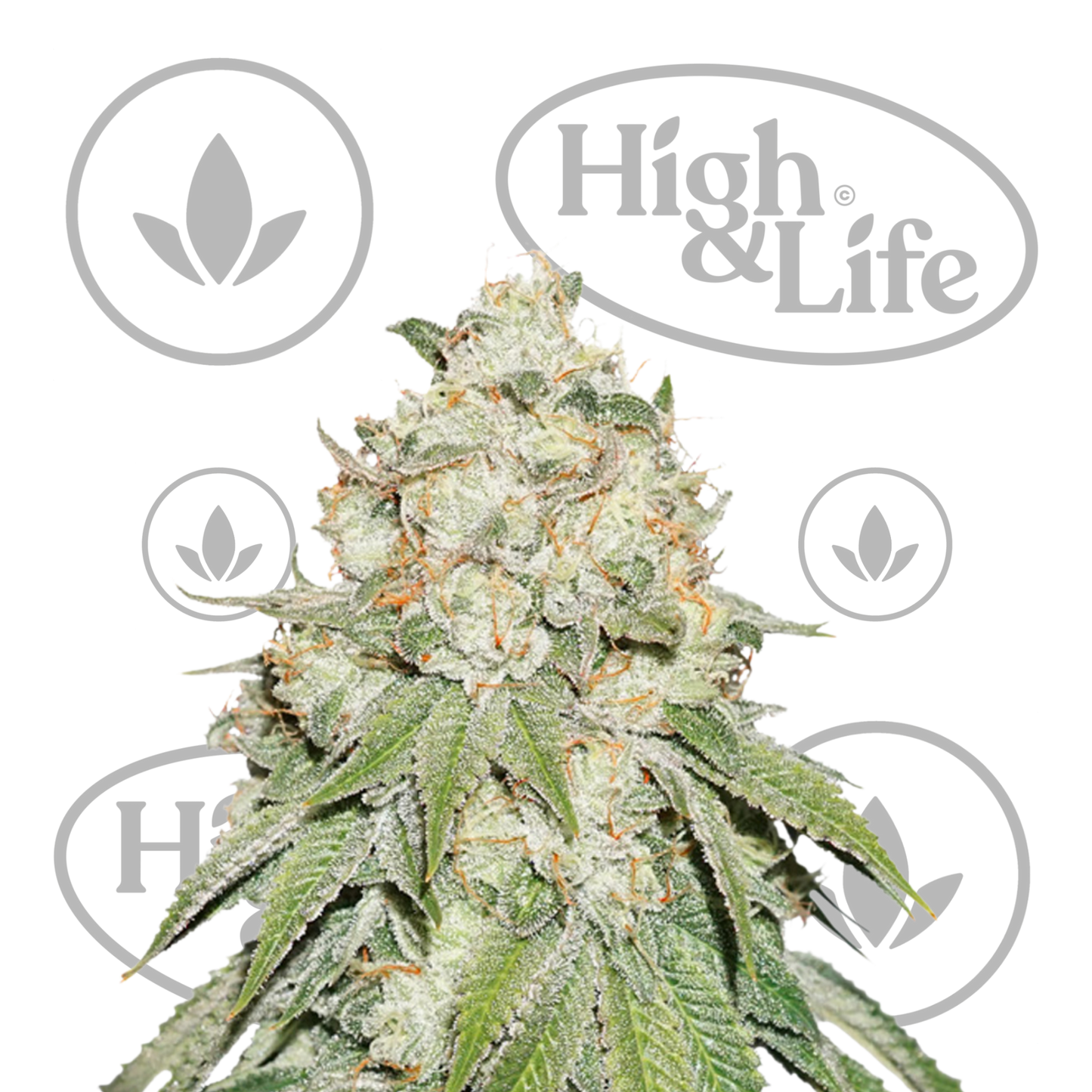 Osta Banana Blaze kannabiksen siemenet High & Life Storesta