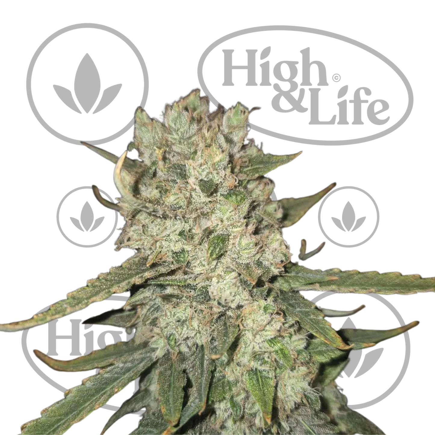 Osta Cinderella Jack Auto kannabiksen siemenet High & Life Storesta