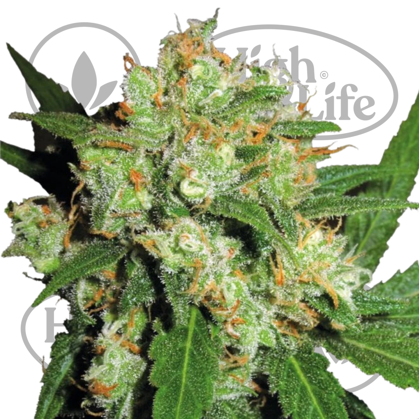 Osta Sensi Skunk kannabiksen siemenet High & Life Storesta