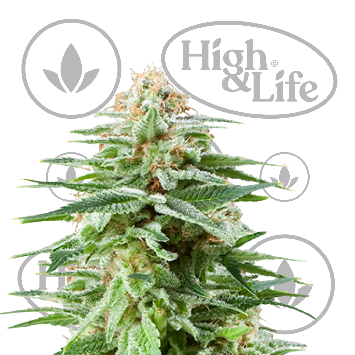 Osta White Widow kannabiksen siemenet High & Life Storesta