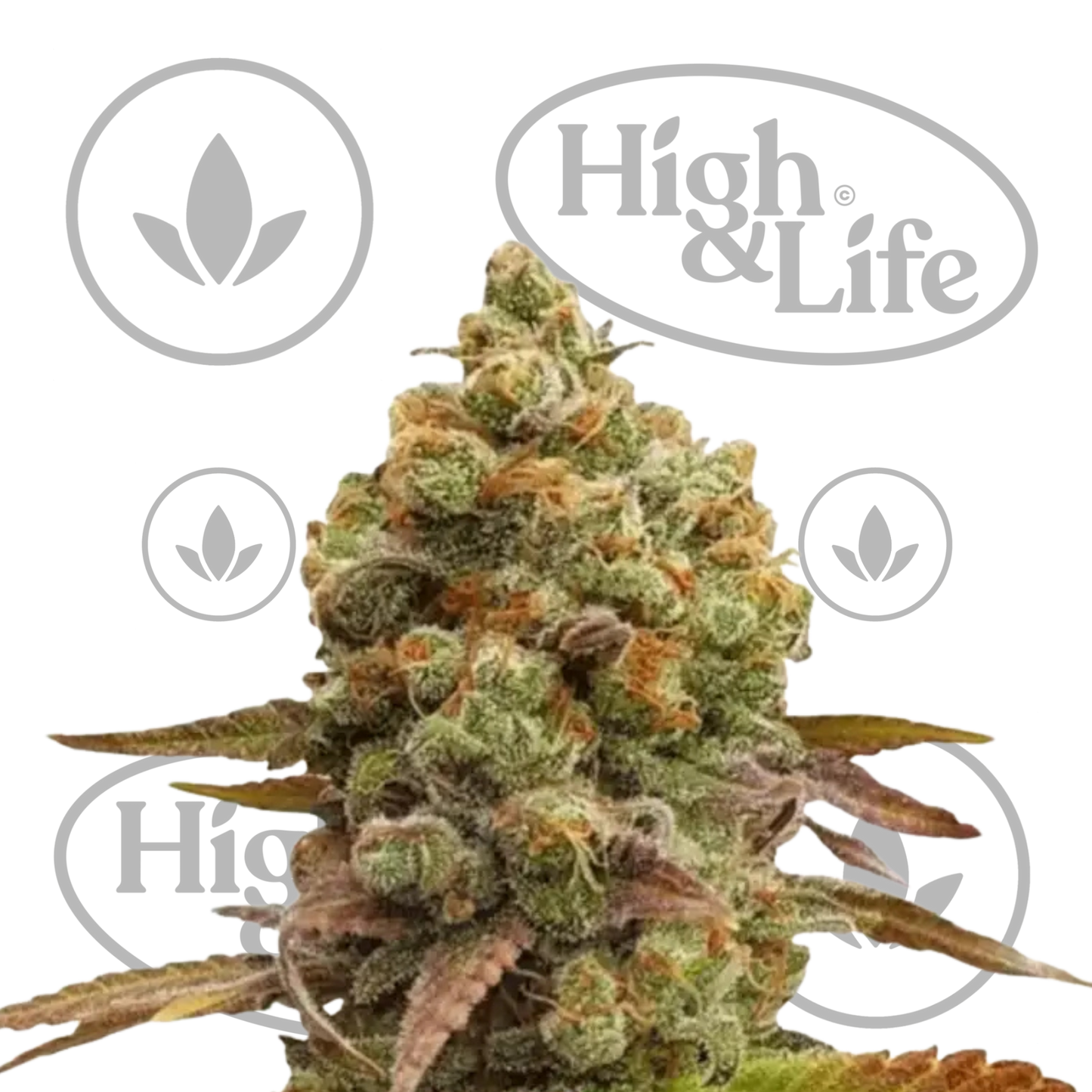 Osta Northern Lights kannabiksen siemenet High & Life Storesta