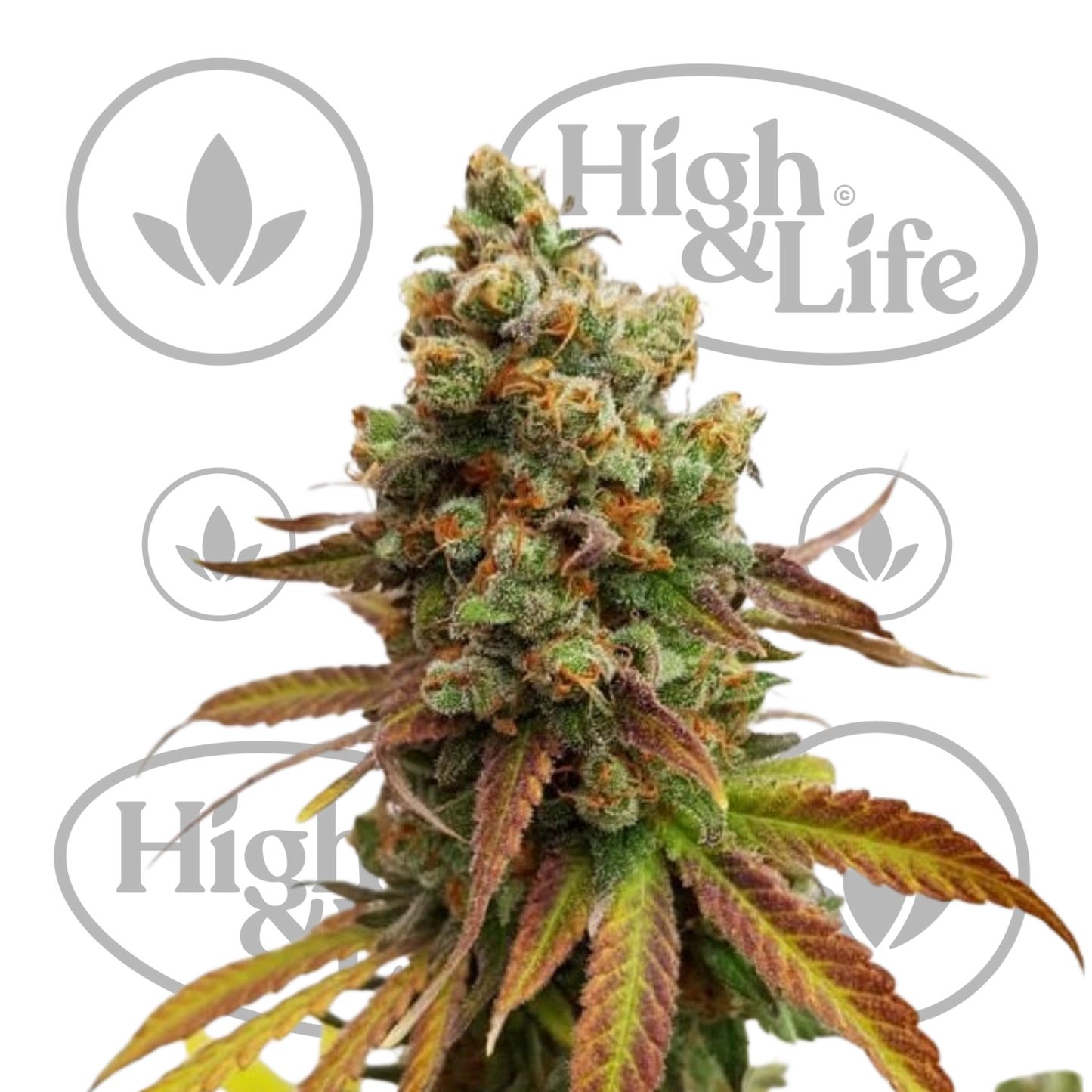 Osta Special Queen #1 kannabiksen siemenet High & Life Storesta