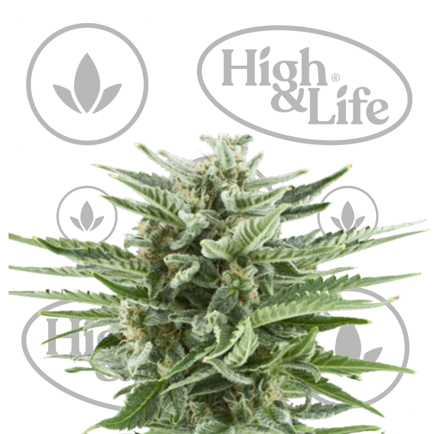 Osta Easy Bud (Auto) kannabiksen siemenet High & Life Storesta