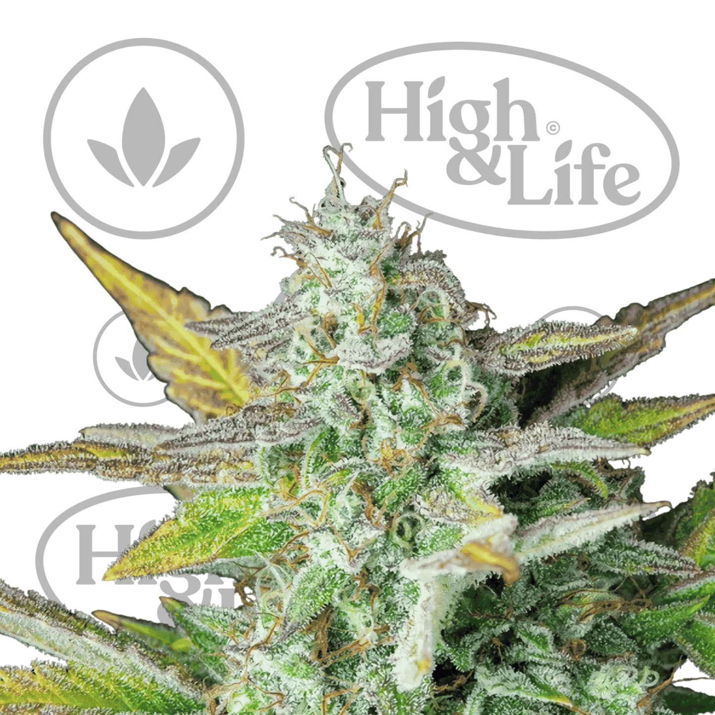 Osta Quick One (Auto) kannabiksen siemenet High & Life Storesta