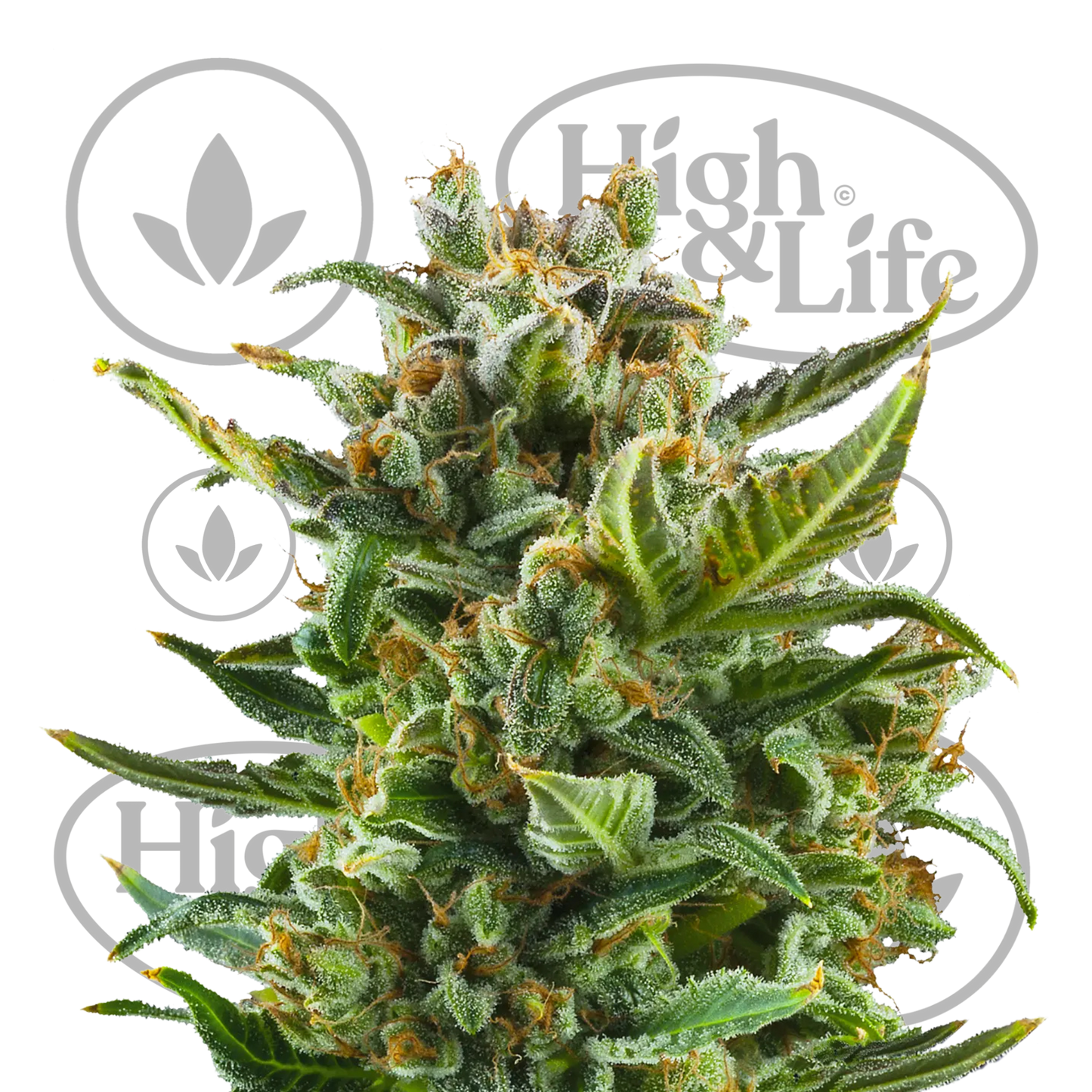 Osta White Widow (Auto) kannabiksen siemenet High & Life Storesta