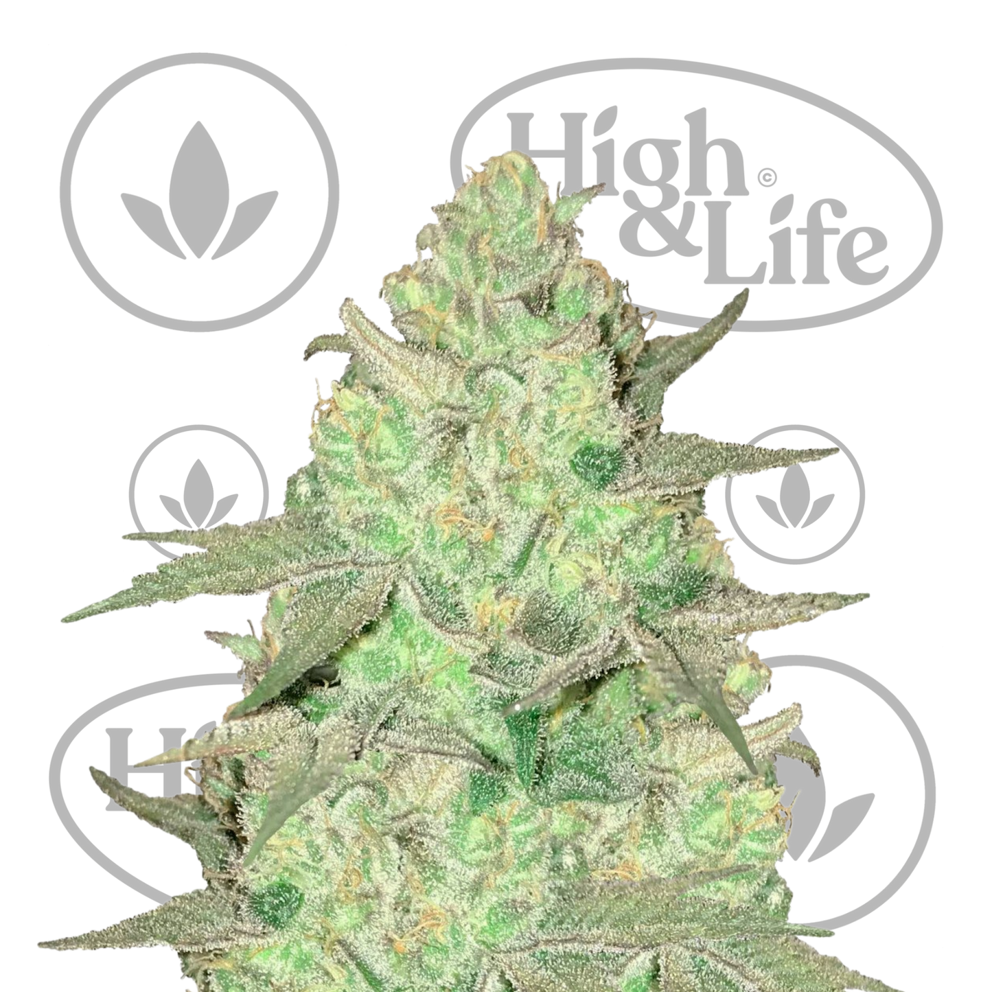 Osta Royal Highness kannabiksen siemenet High & Life Storesta