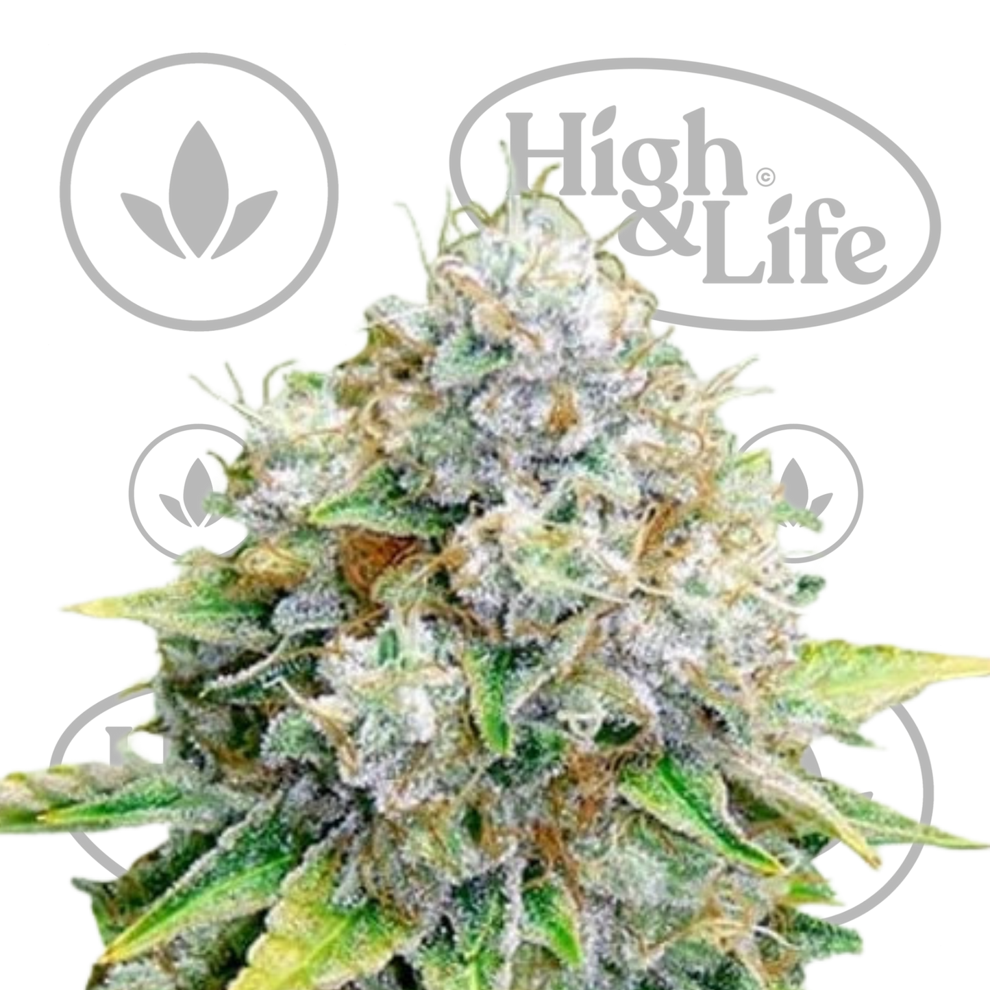 Osta OG Kush kannabiksen siemenet High & Life Storesta