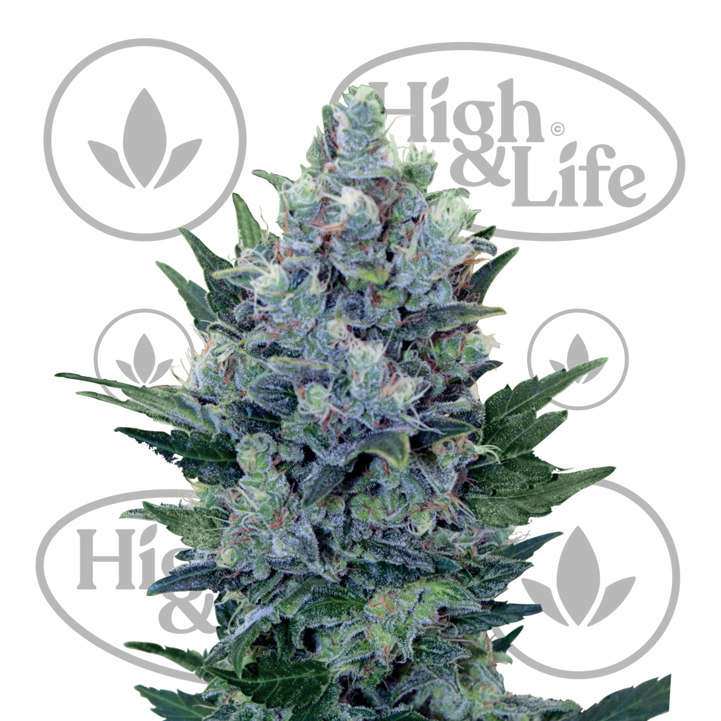 Osta RQS Northern Lights (Auto) kannabiksen siemenet High & Life Storesta