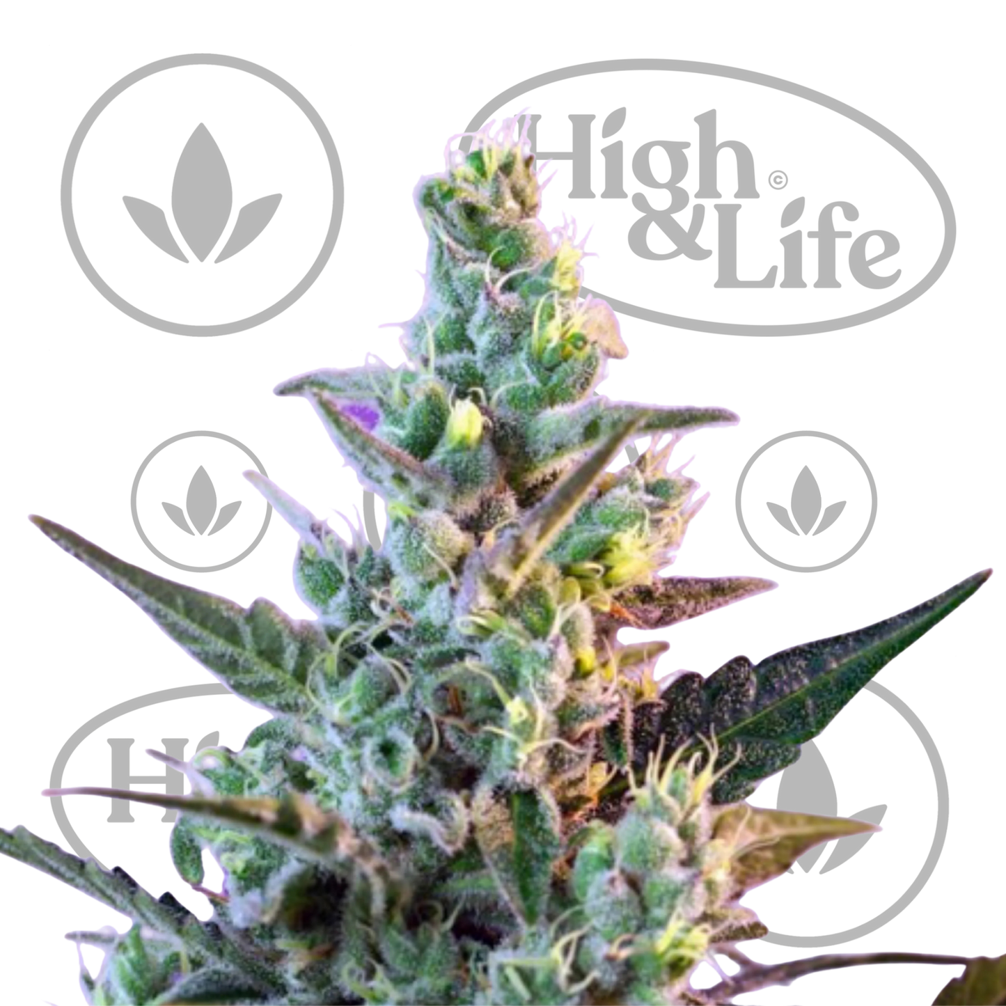 Osta Sweet Skunk F1 Fast kannabiksen siemenet High & Life Storesta
