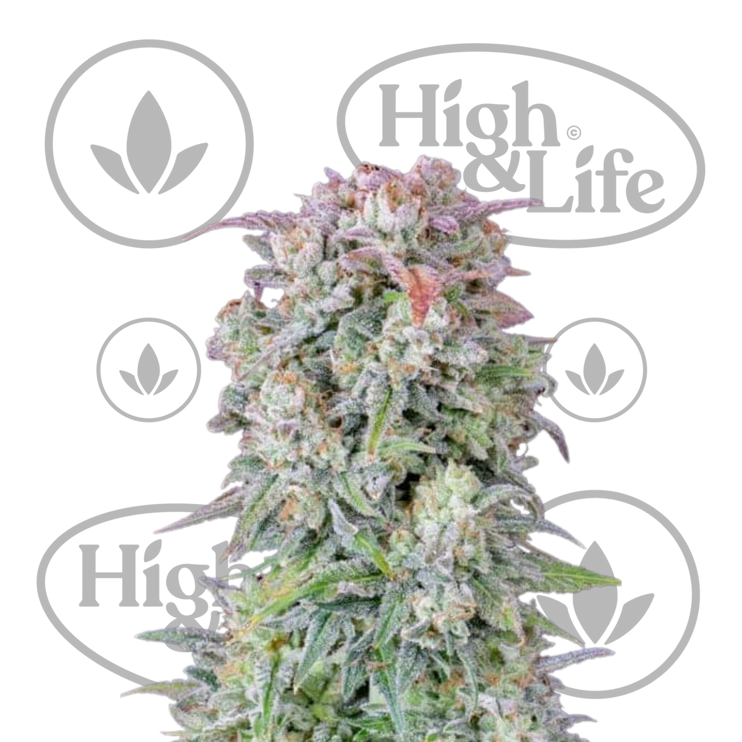 Osta Afghan Kush Auto kannabiksen siemenet High & Life Storesta