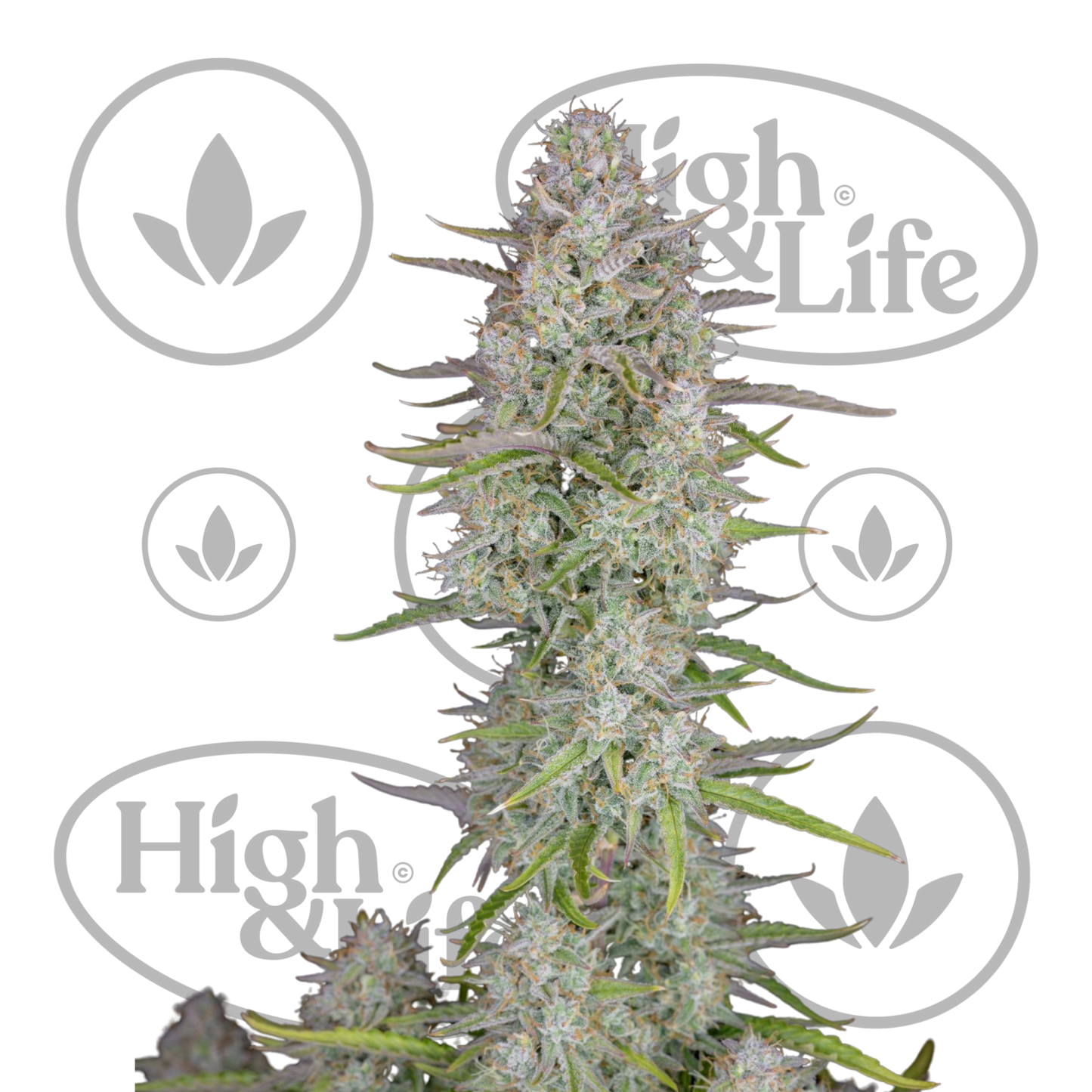 Osta Wedding Cheesecake Auto kannabiksen siemenet High & Life Storesta