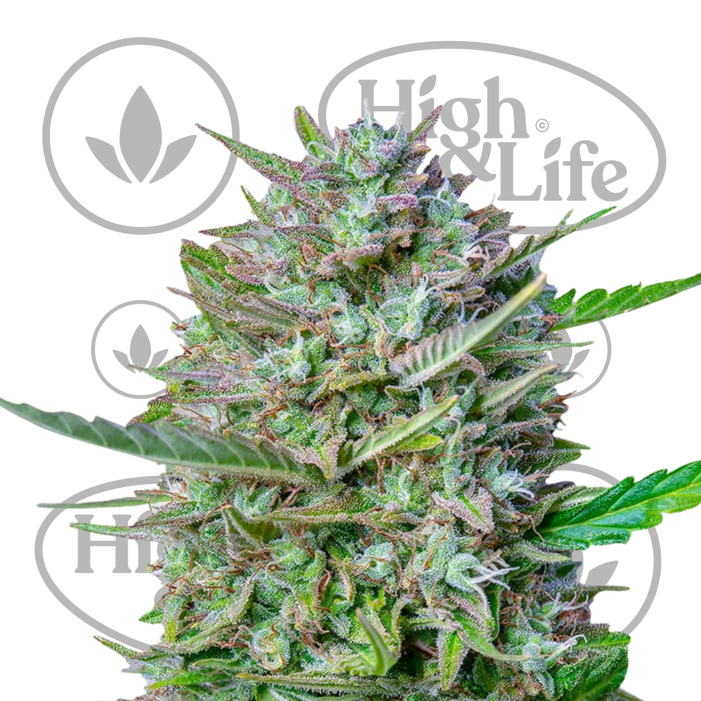 Osta Mimosa Auto kannabiksen siemenet High & Life Storesta