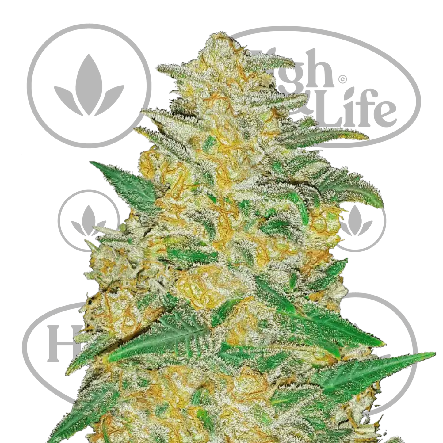 Osta Original AK Auto kannabiksen siemenet High & Life Storesta