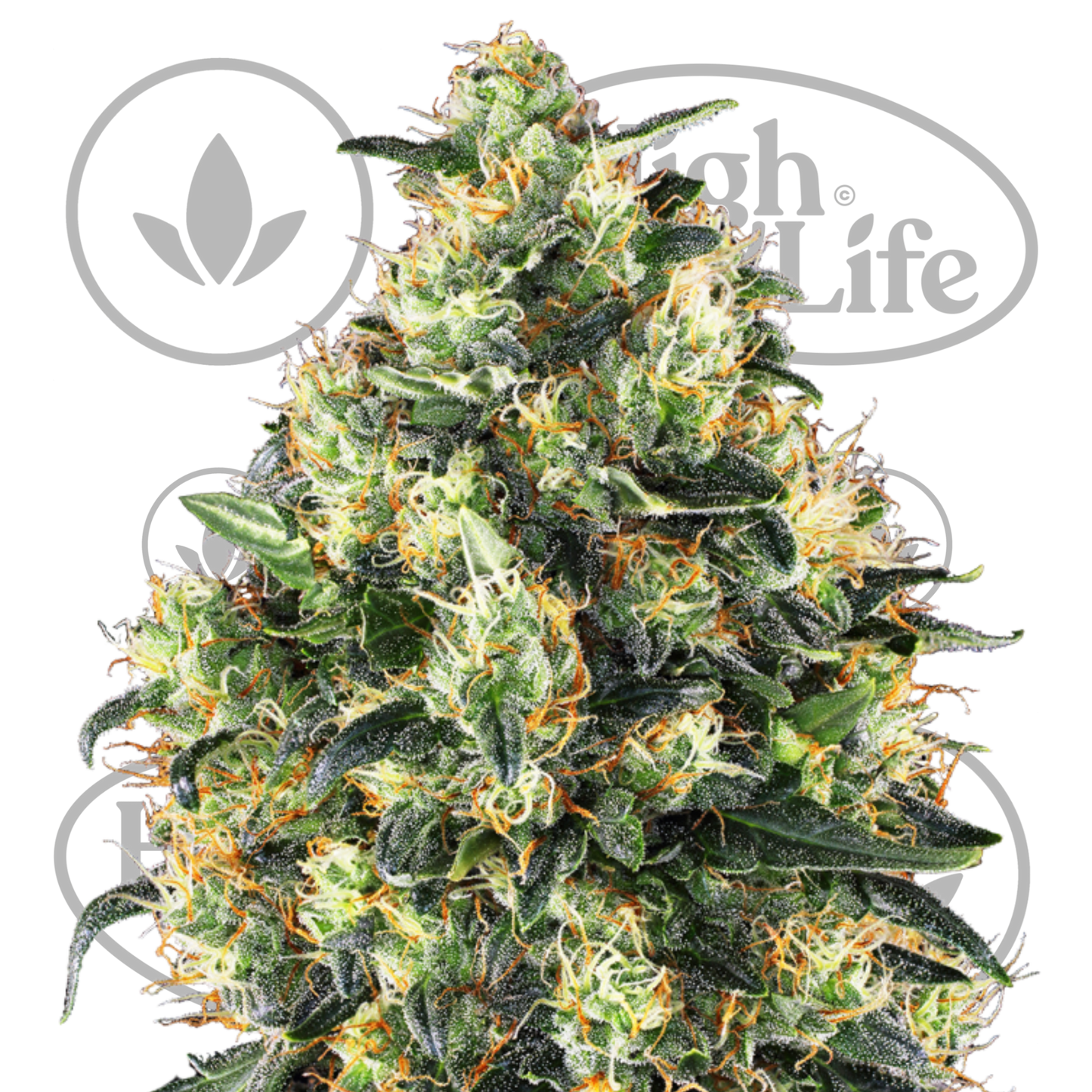 Osta Super Skunk Auto kannabiksen siemenet High & Life Storesta