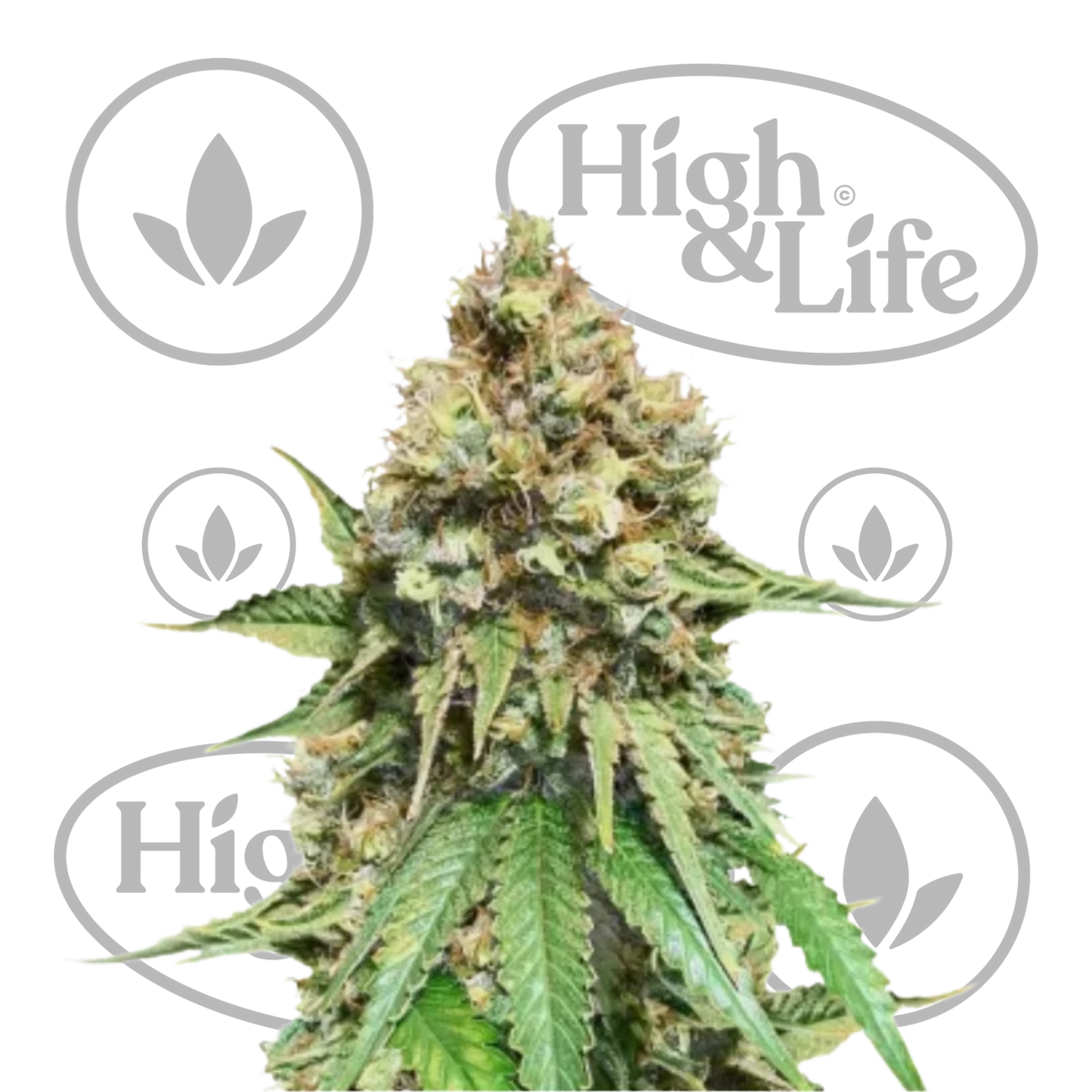 Osta Amnesia FAST kannabiksen siemenet High & Life Storesta