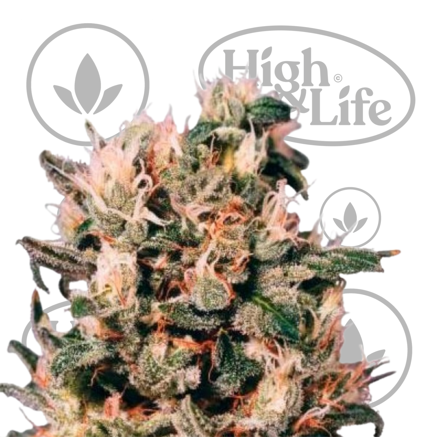 Osta Euforia kannabiksen siemenet High & Life Storesta