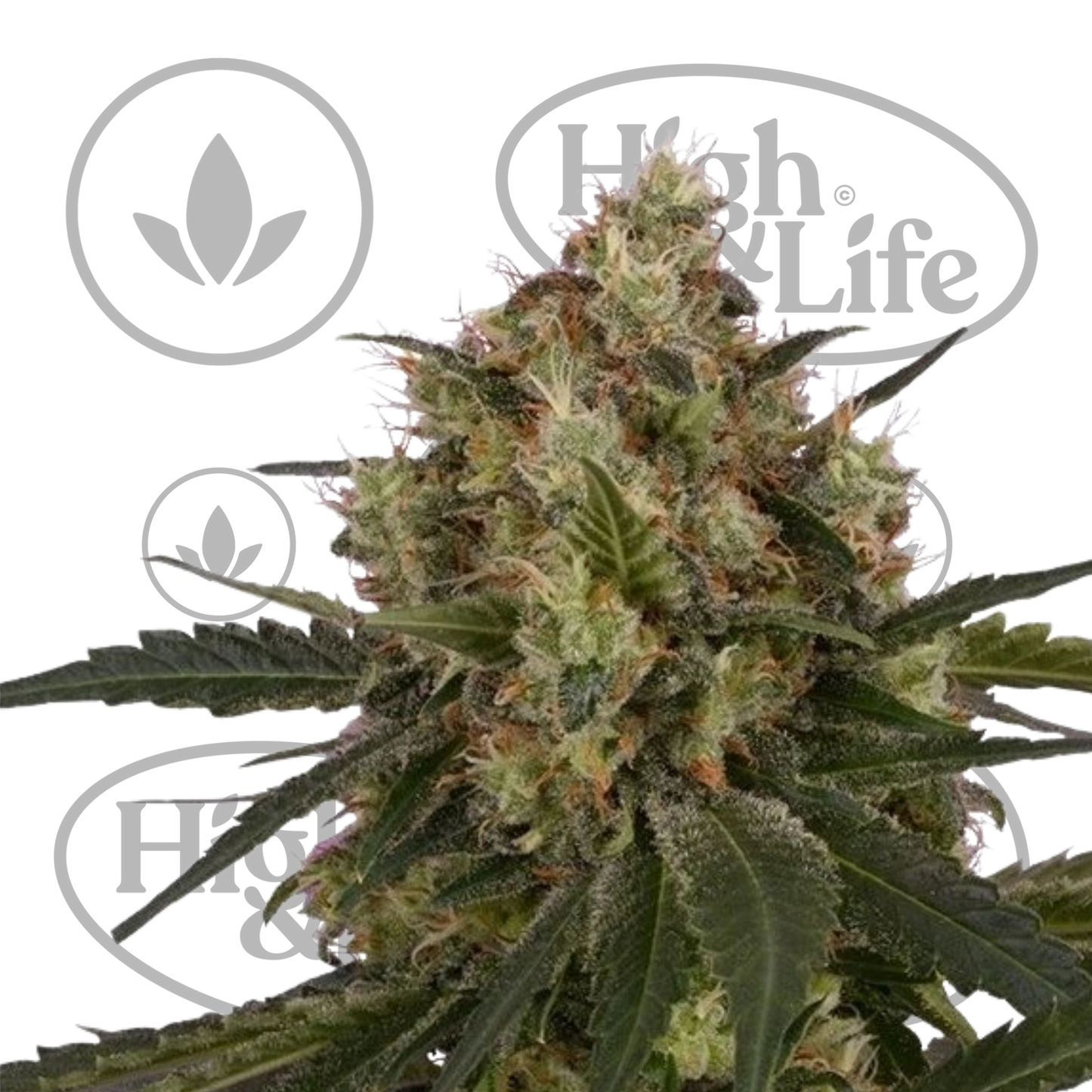 Osta ICE kannabiksen siemenet High & Life Storesta