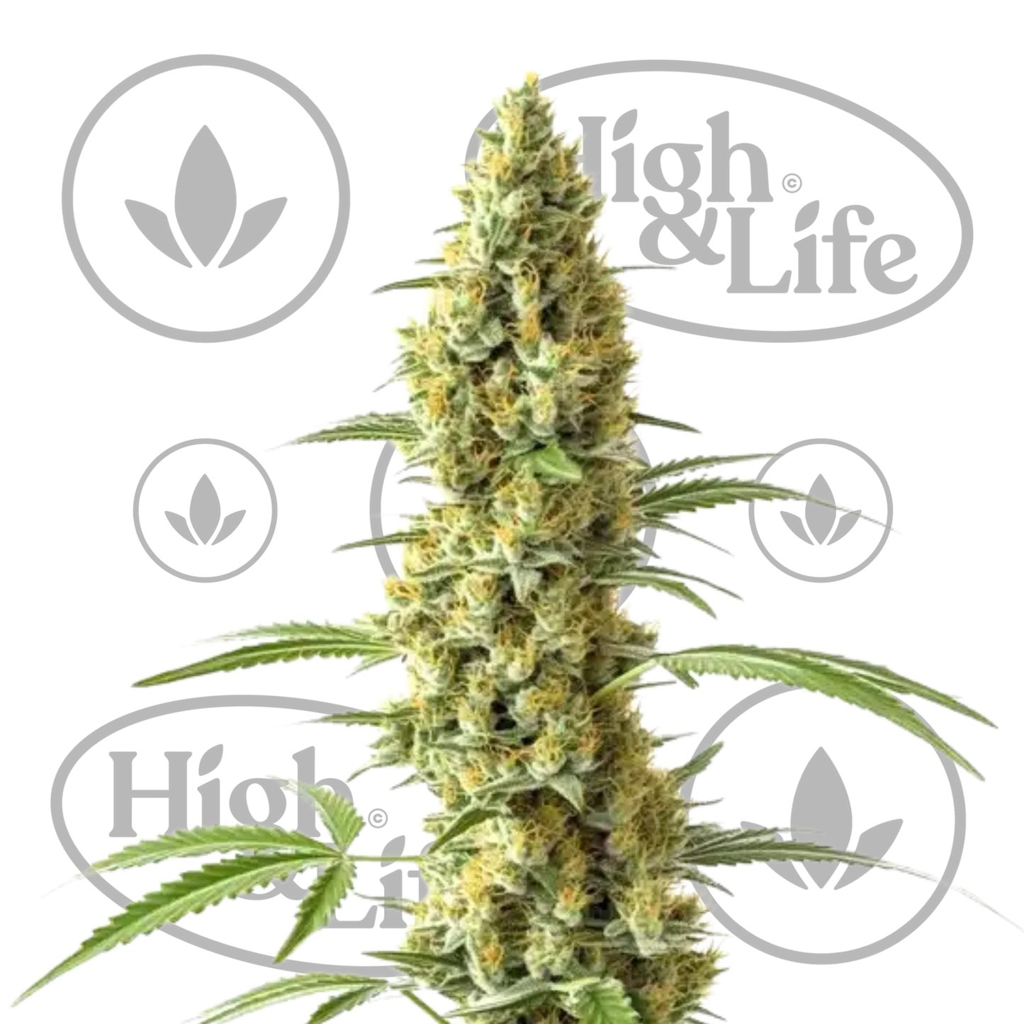 Osta Tijuana kannabiksen siemenet High & Life Storesta
