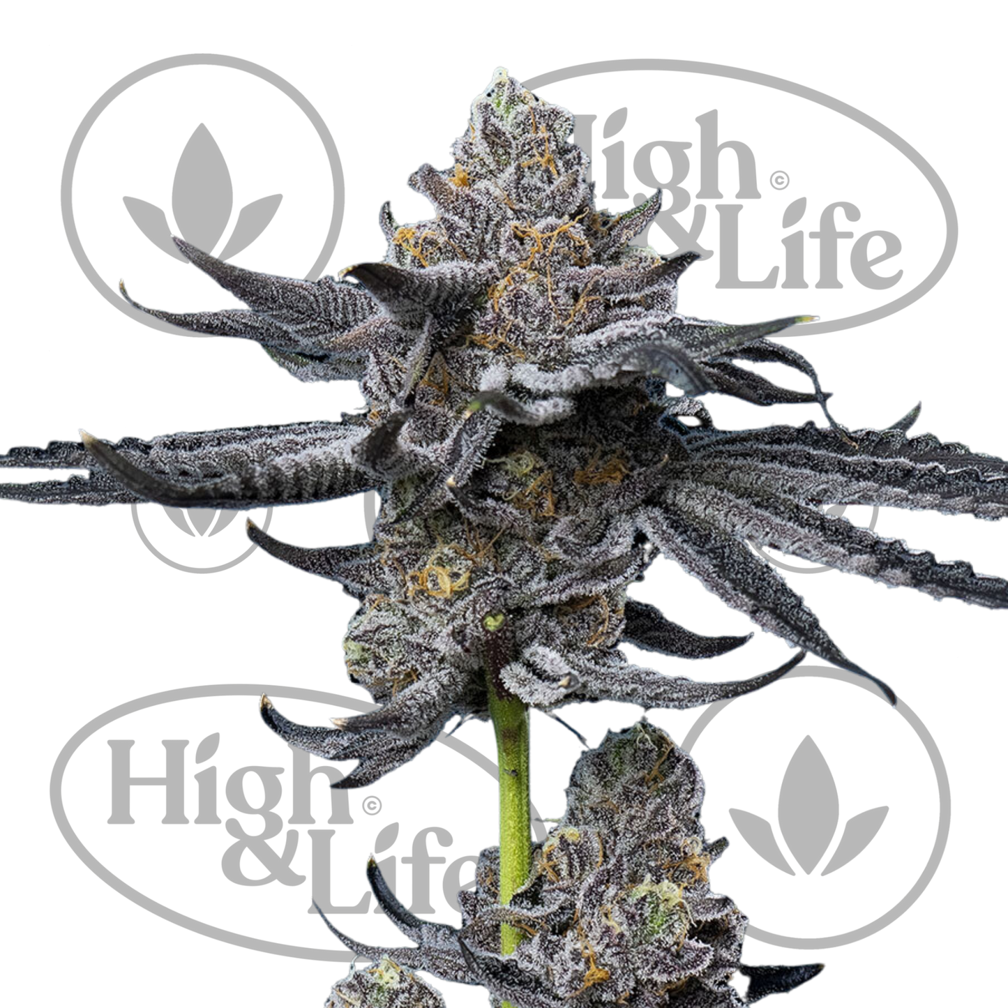 Osta LFG kannabiksen siemenet High & Life Storesta