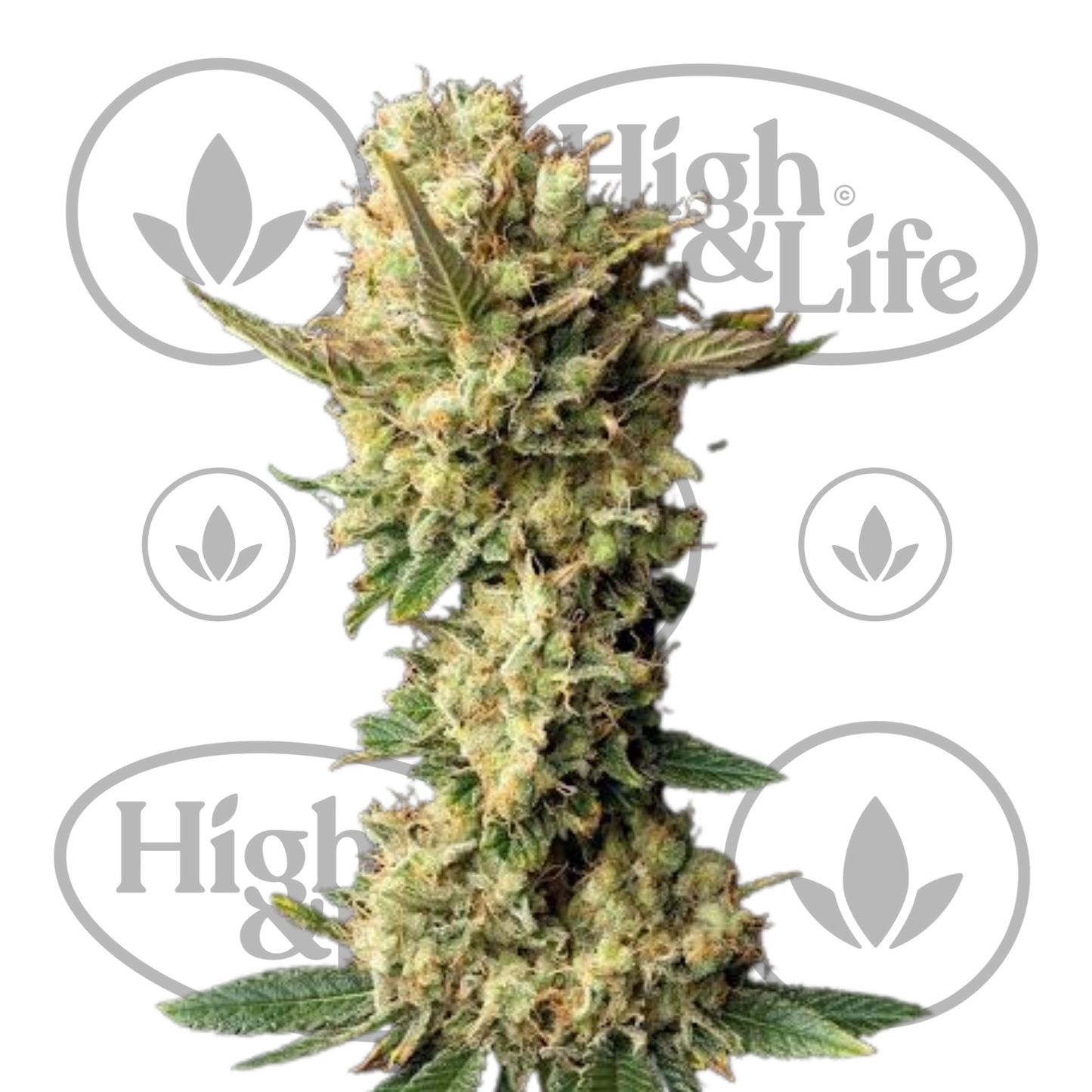 Osta Peyote Forum kannabiksen siemenet High & Life Storesta