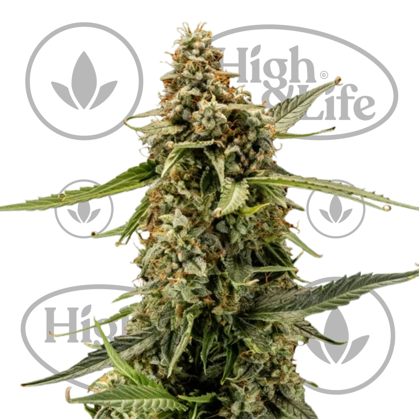 Osta Titan F1 Auto kannabiksen siemenet High & Life Storesta