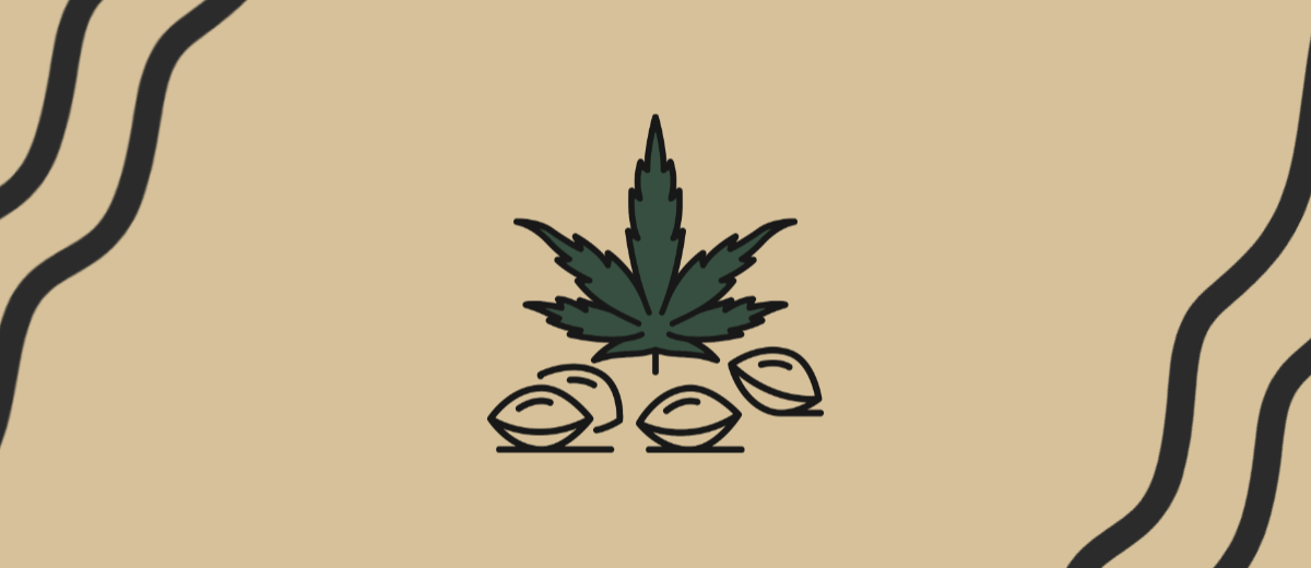 Kannabiksen siemenet