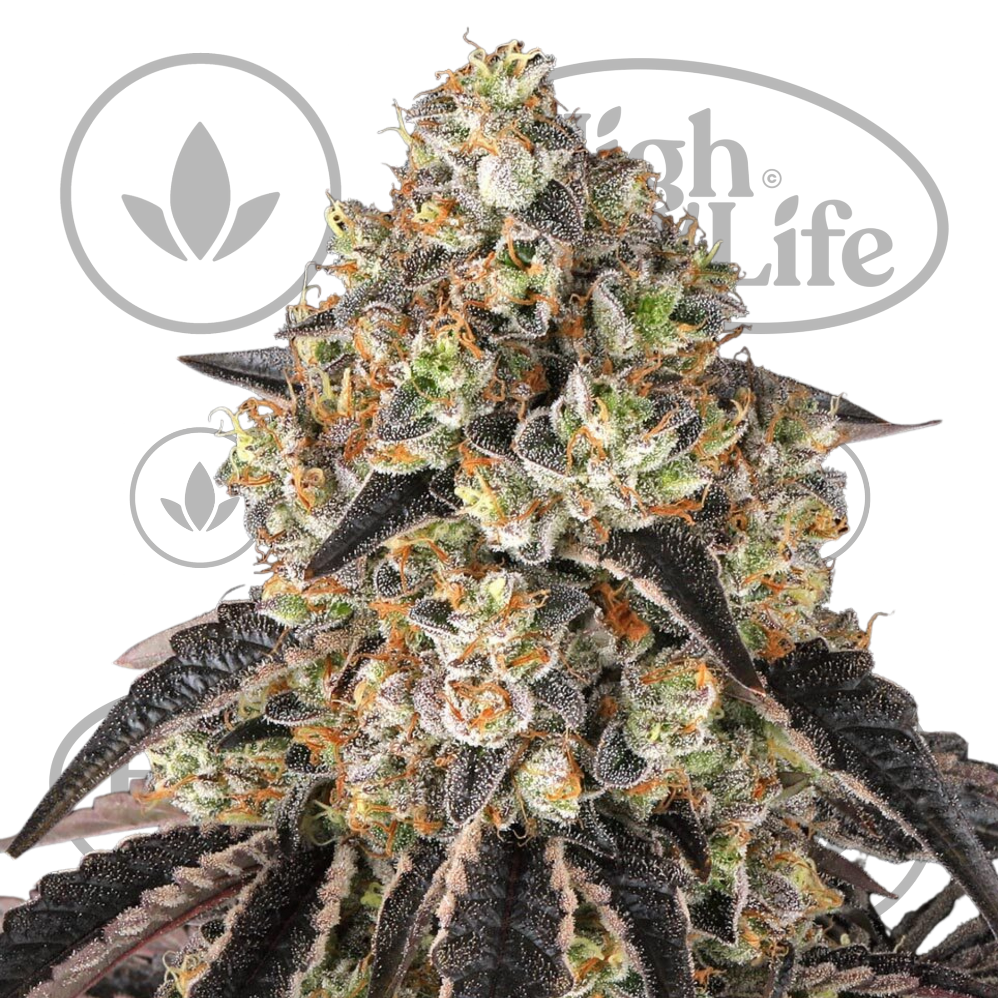 Osta Black Cherry Gushers kannabiksen siemenet High & Life Storesta