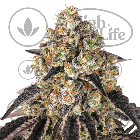 Osta Black Cherry Gushers kannabiksen siemenet High & Life Storesta