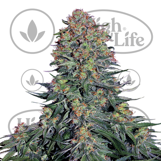 Osta Blue Skunk kannabiksen siemenet High & Life Storesta