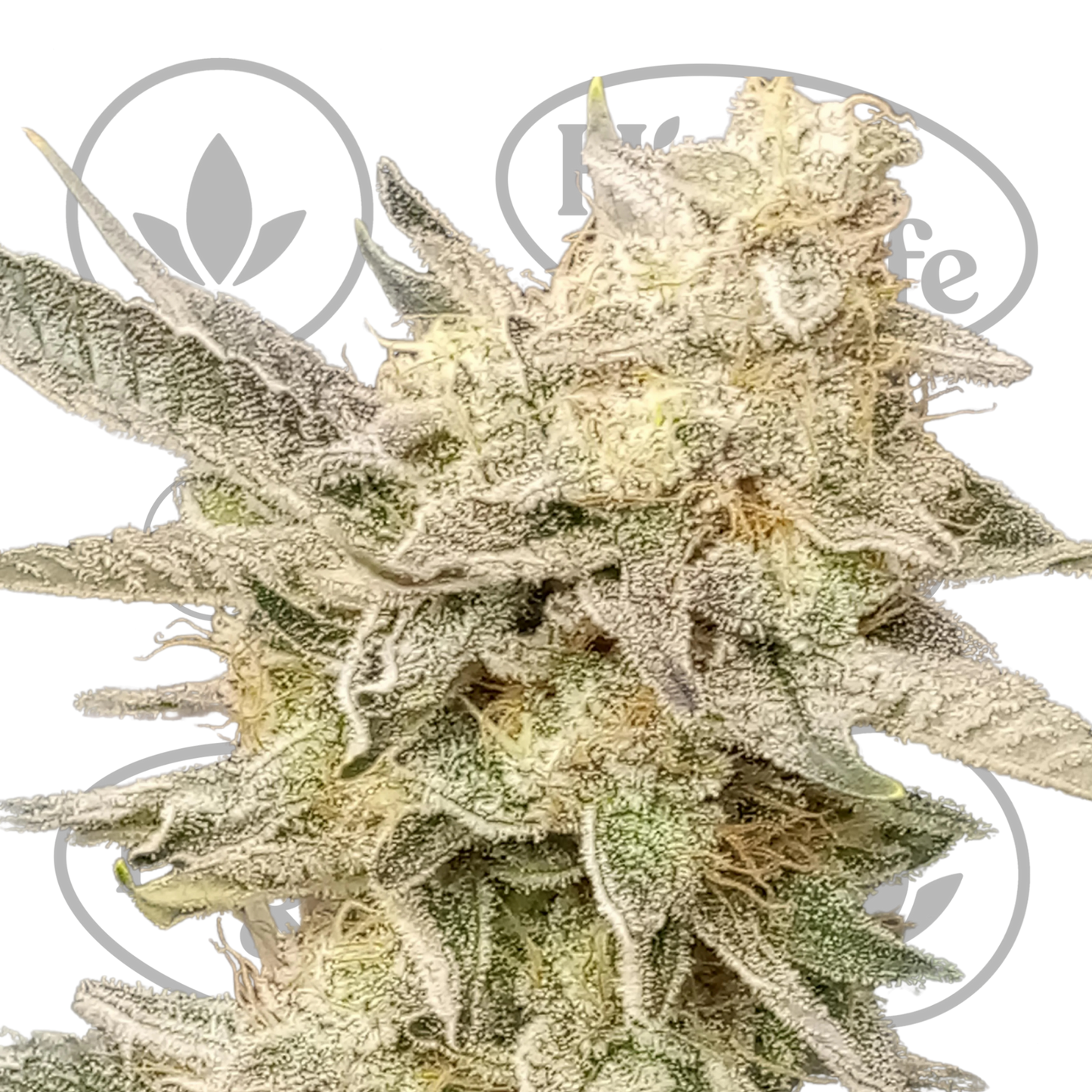 Osta Blueberry (by Seedsman) kannabiksen siemenet High & Life Storesta