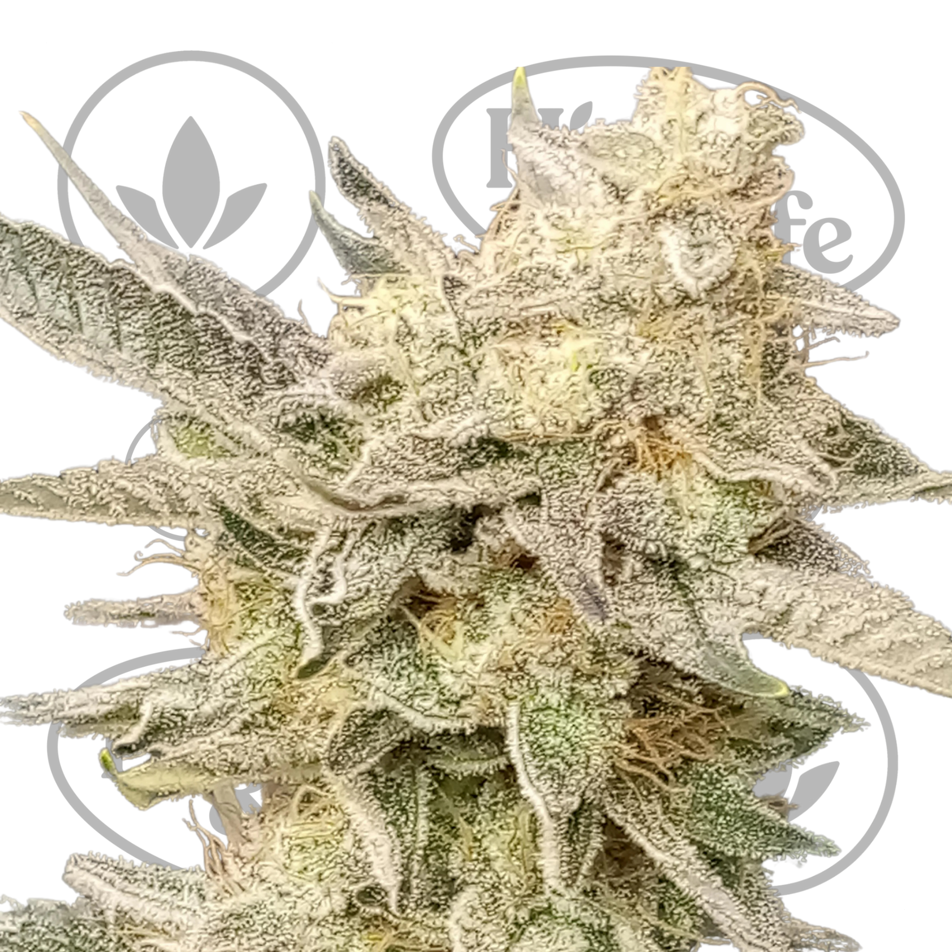 Osta Blueberry (by Seedsman) kannabiksen siemenet High & Life Storesta
