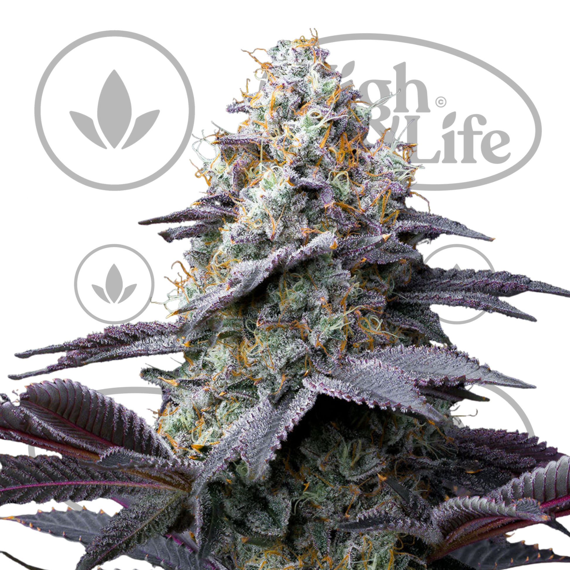 Osta Bubblegum Gelato kannabiksen siemenet High & Life Storesta