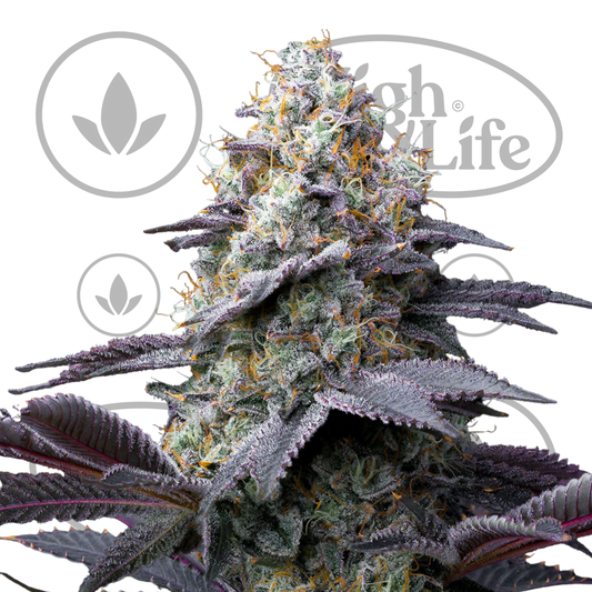 Osta Bubblegum Gelato kannabiksen siemenet High & Life Storesta