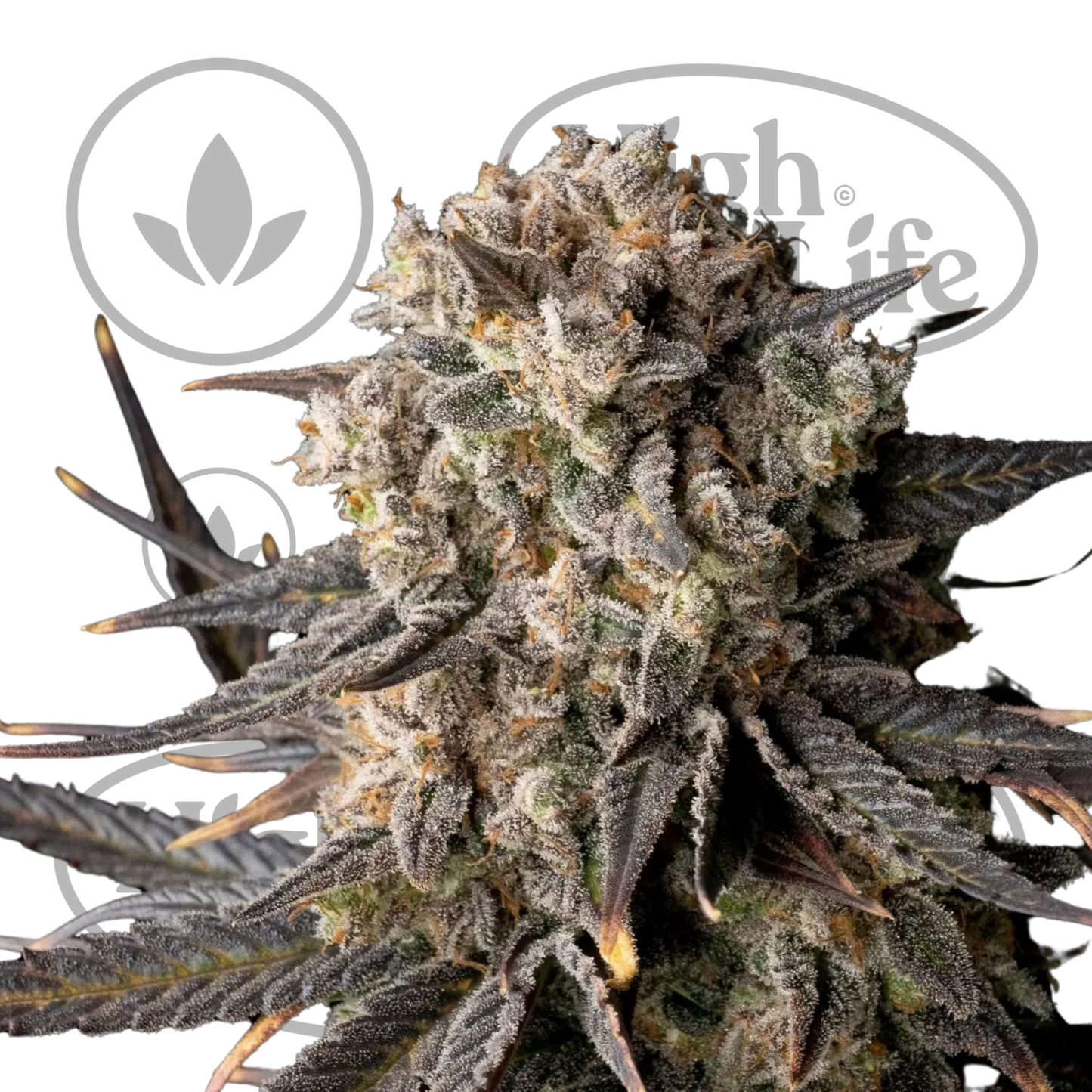 Osta Cali Critical Mass kannabiksen siemenet High & Life Storesta