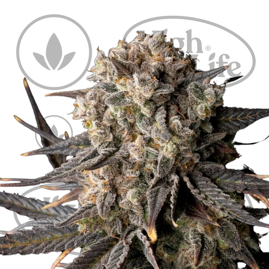 Osta Cali Critical Mass kannabiksen siemenet High & Life Storesta