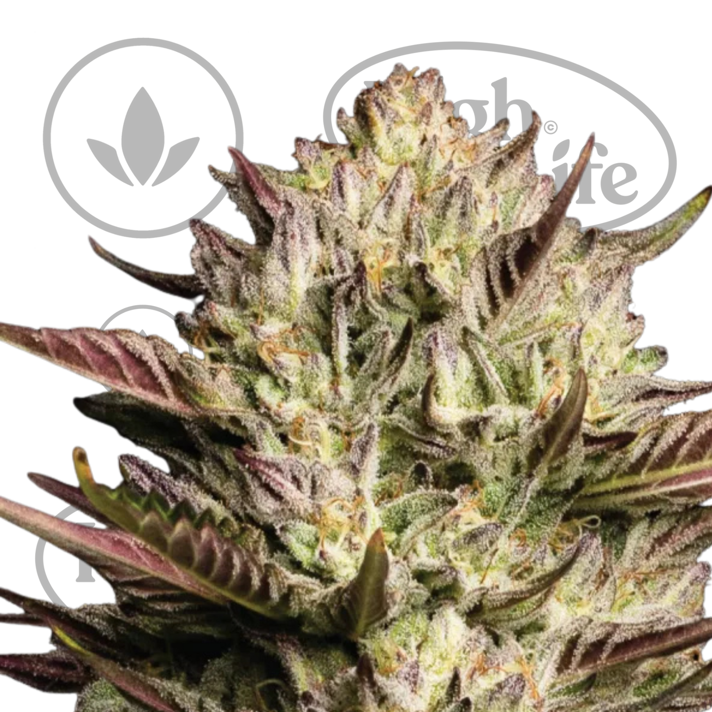 Osta California Octane Triploid kannabiksen siemenet High & Life Storesta