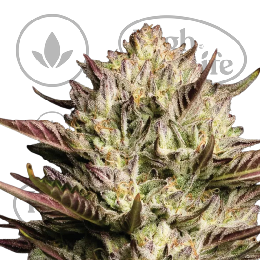 Osta California Octane Triploid kannabiksen siemenet High & Life Storesta