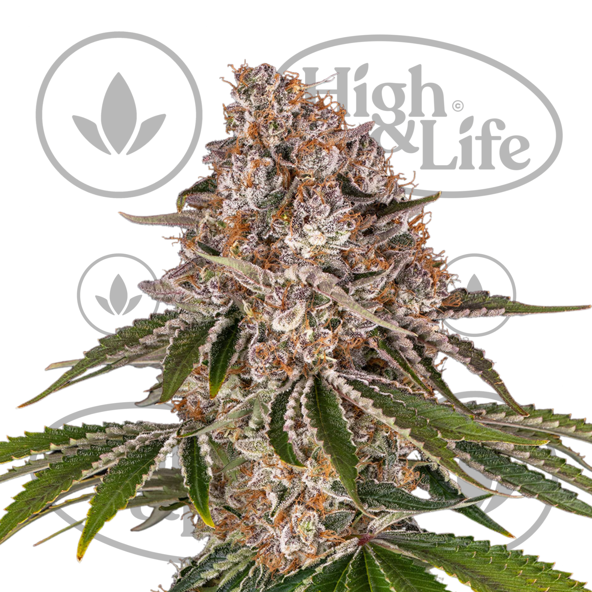 Osta Cookie Casket kannabiksen siemenet High & Life Storesta