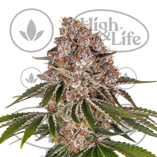 Osta Cookie Casket kannabiksen siemenet High & Life Storesta