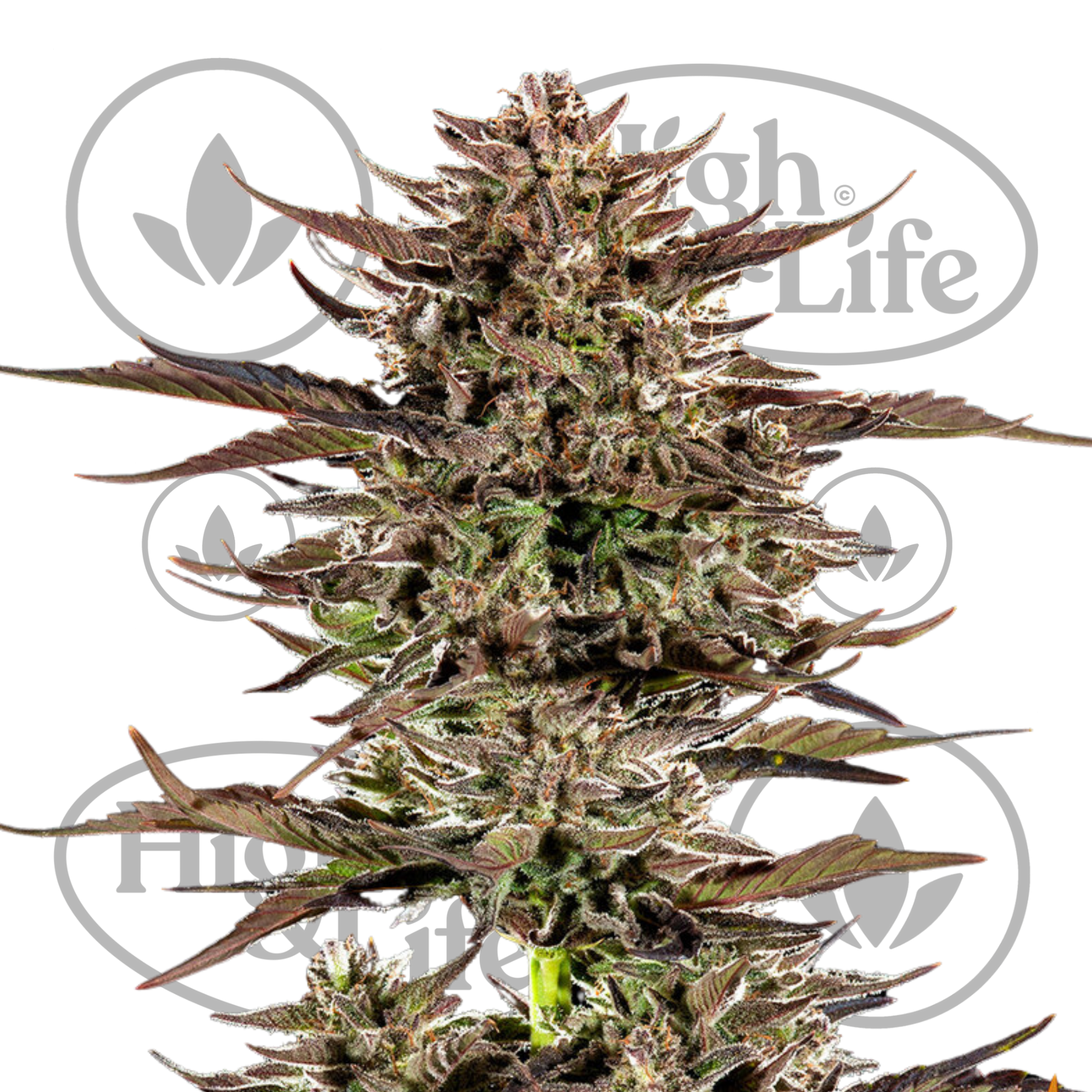 Osta Frosted Zinn x 3 Bears OG Auto kannabiksen siemenet High & Life Storesta