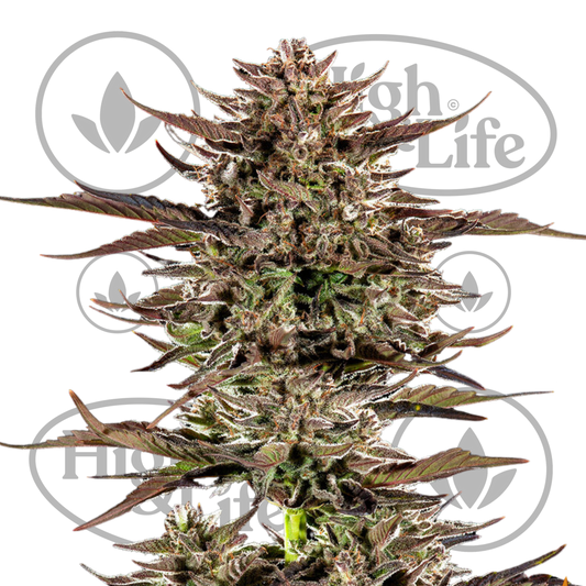 Osta Frosted Zinn x 3 Bears OG Auto kannabiksen siemenet High & Life Storesta